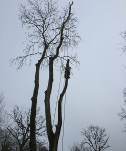 Take down of Fraxinus Excelsior – (Mature Ash Tree)