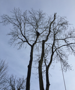 Take down of Fraxinus Excelsior – (Mature Ash Tree)