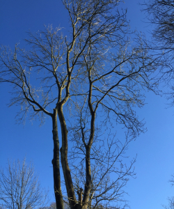 Take down of Fraxinus Excelsior – (Mature Ash Tree)