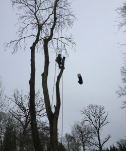 Take down of Fraxinus Excelsior – (Mature Ash Tree)