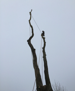 Take down of Fraxinus Excelsior – (Mature Ash Tree)