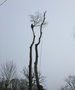 Take down of Fraxinus Excelsior – (Mature Ash Tree)