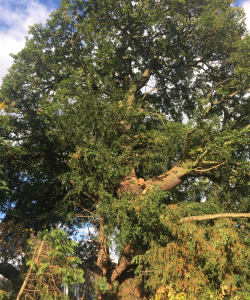 Take down of Quercus Robur – (English Oak)