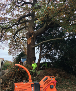 Take down of Quercus Robur – (English Oak)