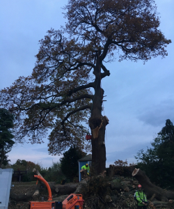 Take down of Quercus Robur – (English Oak)
