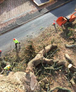 Take down of Quercus Robur – (English Oak)