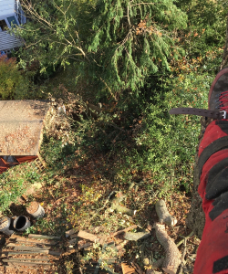 Take down of Quercus Robur – (English Oak)
