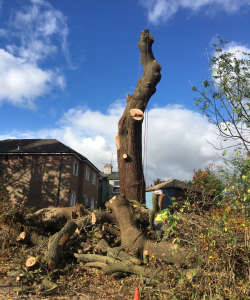 Take down of Quercus Robur – (English Oak)
