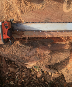Take down of Quercus Robur – (English Oak)