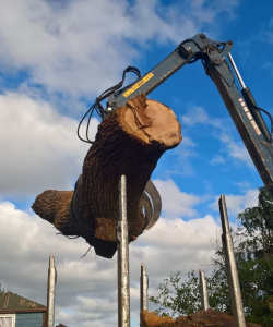 Take down of Quercus Robur – (English Oak)