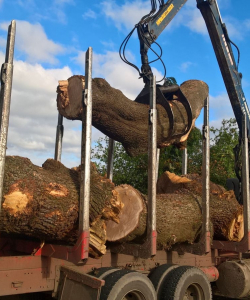 Take down of Quercus Robur – (English Oak)