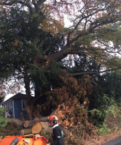 Take down of Quercus Robur – (English Oak)
