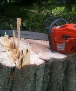 Take down of Quercus Robur – (English Oak)