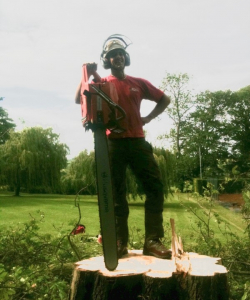 Take down of Quercus Robur – (English Oak)