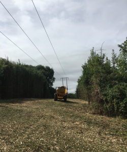 Site Clearance