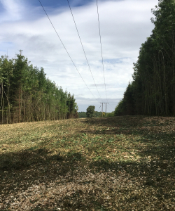 Site Clearance