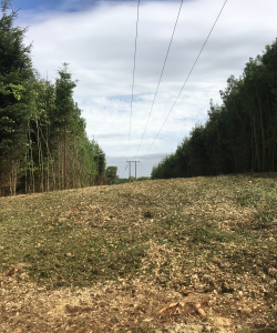 Site Clearance