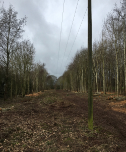 Site Clearance