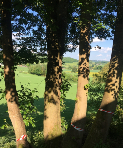 Take down of group of Acer Pseudoplatanus – (Mature Sycamore)