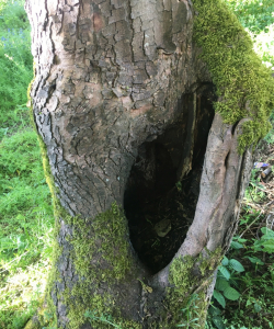 Take down of group of Acer Pseudoplatanus – (Mature Sycamore)