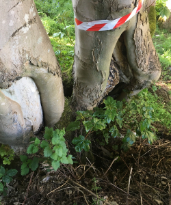 Take down of group of Acer Pseudoplatanus – (Mature Sycamore)
