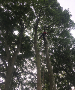 Take down of group of Acer Pseudoplatanus – (Mature Sycamore)