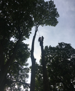 Take down of group of Acer Pseudoplatanus – (Mature Sycamore)