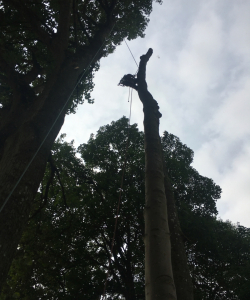Take down of group of Acer Pseudoplatanus – (Mature Sycamore)