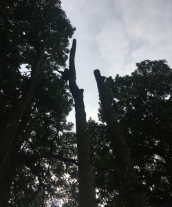 Take down of group of Acer Pseudoplatanus – (Mature Sycamore)