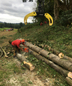 Take down of group of Acer Pseudoplatanus – (Mature Sycamore)