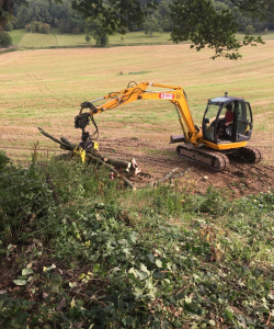 Take down of group of Acer Pseudoplatanus – (Mature Sycamore)