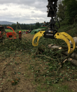 Take down of group of Acer Pseudoplatanus – (Mature Sycamore)