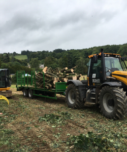 Take down of group of Acer Pseudoplatanus – (Mature Sycamore)