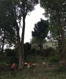 Take down of group of Acer Pseudoplatanus – (Mature Sycamore)